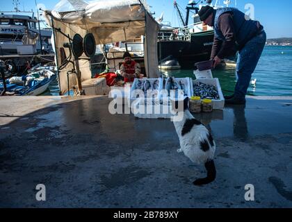 Fischer und Katzen sind Jahrhunderte Freundschaft verbunden Stockfoto