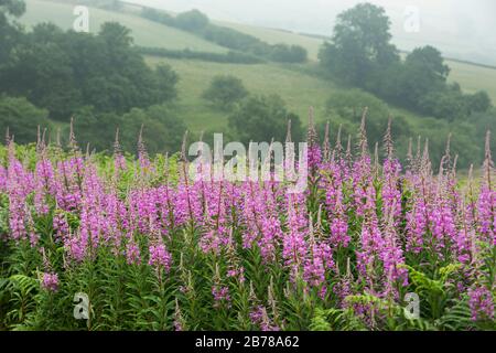 Brandweed oder Rosebay Weidenkraut (chamaenerion angustifolium) an einem nebligen Sommermorgen in Panpunton Hill, auf Ostas Dyke Long Distance Path, Knighton Stockfoto