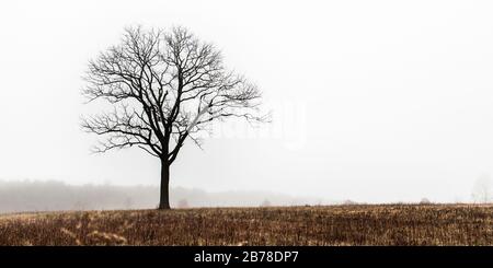 Einsame Baumsilhouetten gegen einen weißen Himmel auf einer Winterwiese im Wyomissing Park im Berks County, Pennsylvania Stockfoto