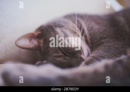 Katzen-Spleißing - Nahaufnahme Stockfoto