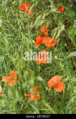 Nahaufnahme von Mohn (papaver rhoeas) Am Feldrand in einem Haferfeld Stockfoto