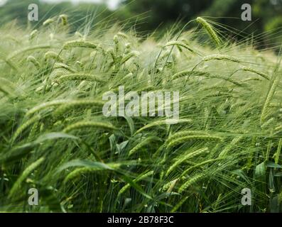 Nahaufnahme von Reifegerste auf Feldern in Montgomery, der walisisch-englischen Grenze, England Großbritannien Stockfoto