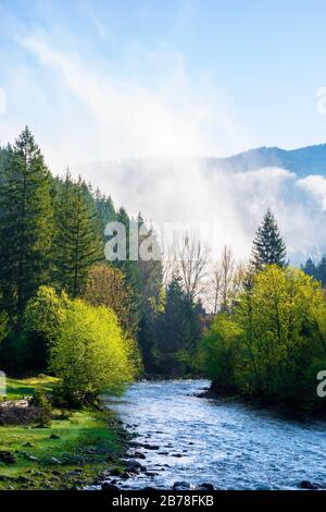 Bergfluss bei nebelhaftem Sonnenaufgang. Fantastische Natur mit Nebel, der in frischer grüner Laube am Ufer in der Ferne über die Bäume rollt. Wunderschönes Co Stockfoto