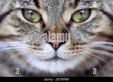 Katzen-Gesicht Nahaufnahme. Porträt einer jungen Tabby-Katze, Makroaufnahme. Selektiver Fokus. Nahaufnahme. Stockfoto