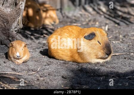 Guinea-Schwein, Cuy, niedliche Tiere, die Mutter und das Baby Stockfoto