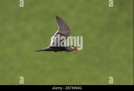 Inka tern fliegen mit Fisch auf der Rechnung, Lima, Peru, Südamerika Stockfoto