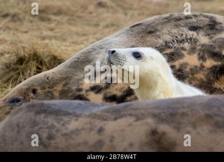 Graue Robbe pup mit ihrer Mutter, Donna Nook National Nature Reserve. Donna Nook, Lincoln, England, Großbritannien Stockfoto