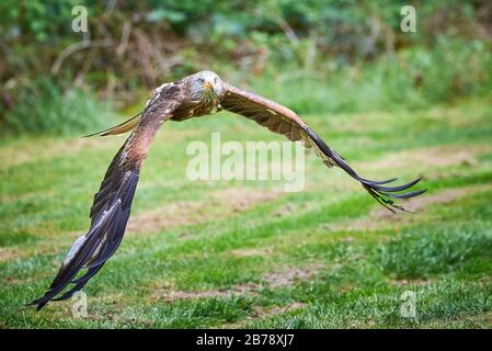 Rotmilan (Milvus milvus) Stockfoto