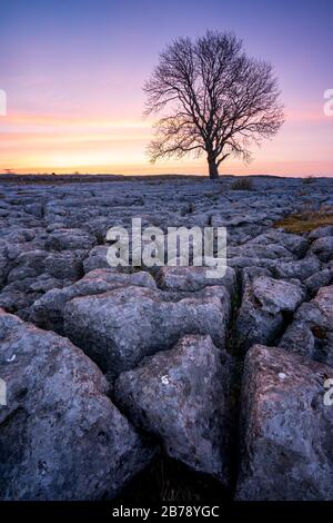 Der berühmte einsame Baum auf Malham Lings ist Silhouette gegen den Voraufgang eines Frühlingsmorgens, der über einem zerklüfteten Kalkpflaster sitzt. Stockfoto