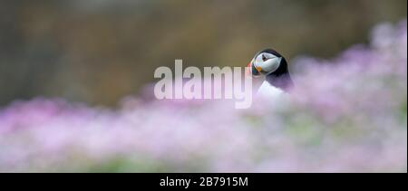 Atlantischer Puffin unter Blumen, Fair Isle, Shetland, Schottland, Großbritannien Stockfoto
