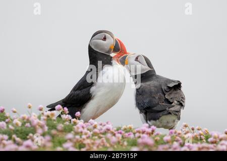 Zwei atlantische Puffins unter Blumen, Fair Isle, Shetland, Schottland, Großbritannien Stockfoto