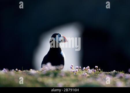 Atlantischer Puffin mit Blick auf das Meer von einer Klippe umgeben von rosafarbenem campion, Fair Isle, Shetland, Schottland, Großbritannien Stockfoto