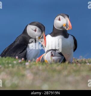 Drei Puffins treffen sich unter Flowers, Fair Isle, Shetland, Schottland, Großbritannien Stockfoto