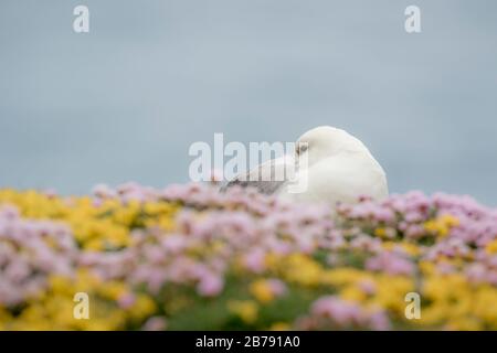 Northern Fulmar Sleeping Among Flowers, Sumburgh Head, Shetland, Schottland, Großbritannien Stockfoto