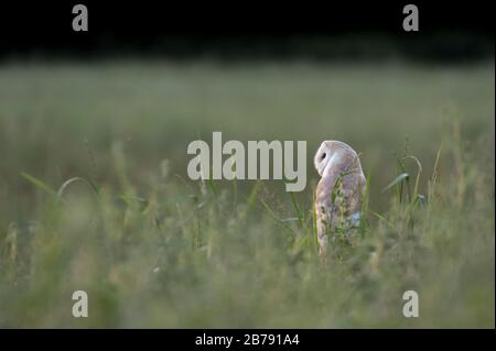 Scheune Eule in York, England, Großbritannien Stockfoto