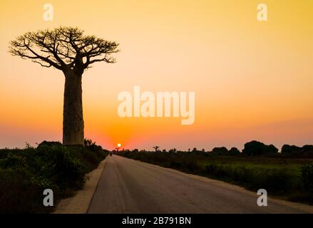Atemberaubender Sonnenuntergang mit der Silhouette eines majestätischen Baobab-Baums im Vordergrund, Morondava, Madagaskar Stockfoto