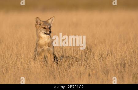 Patagonischer Fuchs auf einem Feld von Gras bei Sonnenuntergang, Halbinsel Valdes, Provinz Chubut, Argentinien, Südamerika Stockfoto