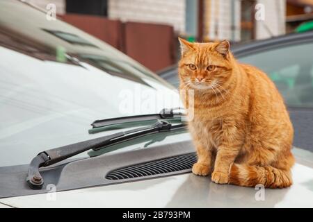 Rote Katze sitzt auf der Haube eines Autos. Ingwerkatze sitzt draußen auf dem Auto. Stockfoto