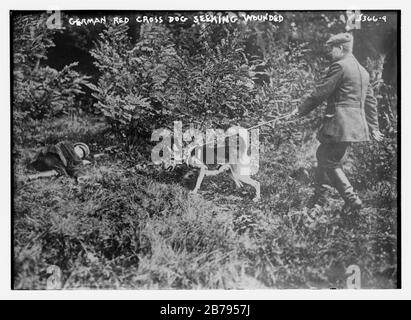 Deutsches Rotes Kreuz-Hund sucht Verwundeten Stockfoto