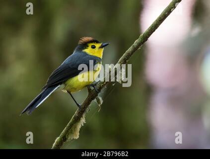 Halsbandweißestart Stockfoto