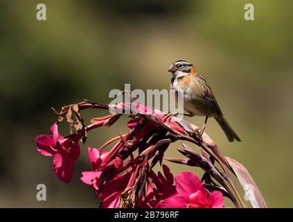 Rufous-Kragen Sparrow Stockfoto