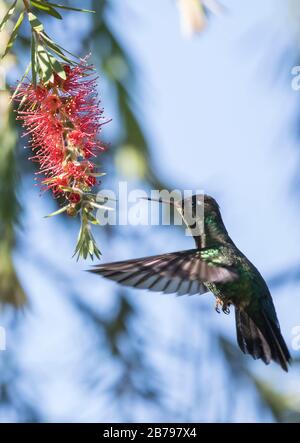 Talamanca Kolibri Stockfoto