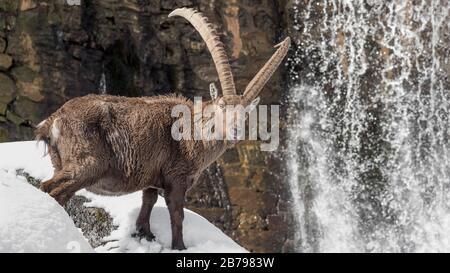 Alpine Steinböcke in der Nähe des künstlichen Damms mit Wasserfall (Capra Ibex) Stockfoto