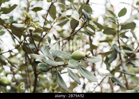 Gemeine Guava, gelbe Guava oder Zitronenguava, Psidium guajava, grüne kleine Frucht, die auf Baumzweig wächst Stockfoto