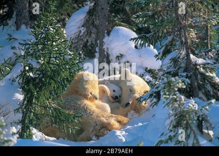 Eisbär (Ursus maritimes) Stockfoto