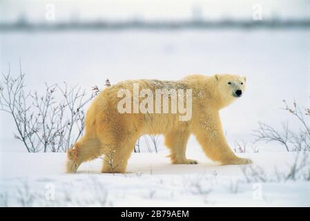 Eisbär (Ursus maritimes), Manitoba, Kanada Stockfoto