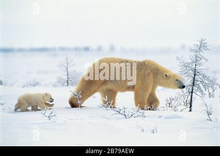 Eisbär (Ursus maritimes), Manitoba, Kanada Stockfoto