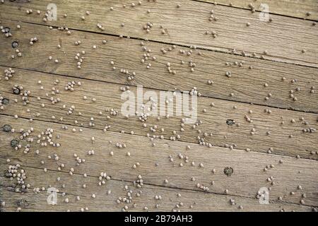 Braune verwitterte Bodenwalk Bohlen Hintergrund Nahaufnahme mit kleinen Schnecken oben. Stockfoto