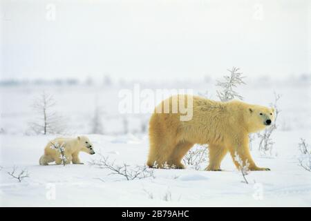 Eisbär (Ursus maritimes), Manitoba, Kanada Stockfoto