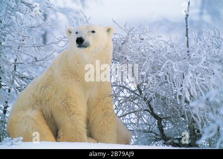 Eisbär (Ursus maritimes), Manitoba, Kanada Stockfoto