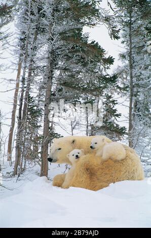 Eisbär (Ursus maritimes), Manitoba, Kanada Stockfoto