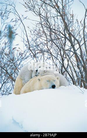 Eisbär (Ursus maritimes), Manitoba, Kanada Stockfoto