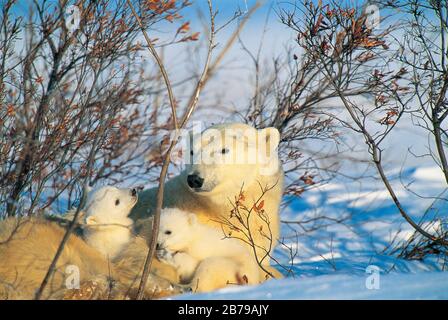 Eisbär (Ursus maritimes), Manitoba, Kanada Stockfoto