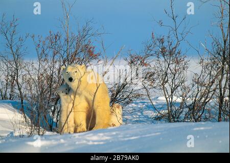 Eisbär (Ursus maritimes), Manitoba, Kanada Stockfoto