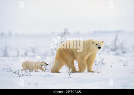 Eisbär (Ursus maritimes), Manitoba, Kanada Stockfoto