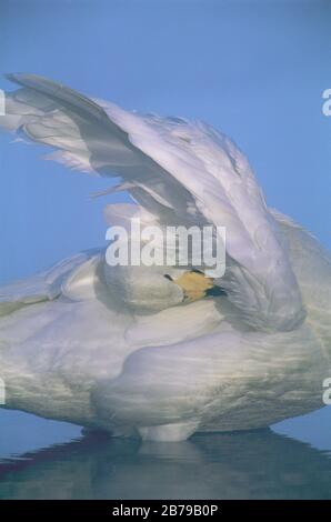 Singschwan {Cygnus Cygnus} putzen unter Flügel, Kussharo Ko, Japan. Stockfoto