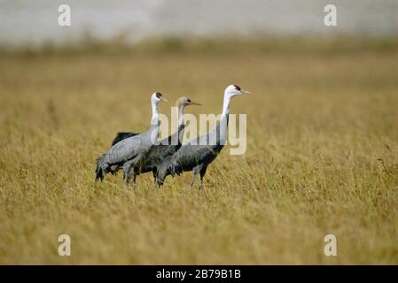 Kranpaar mit Kapuze mit juvenilem {Grus monacha} Arasaki, Japan Stockfoto