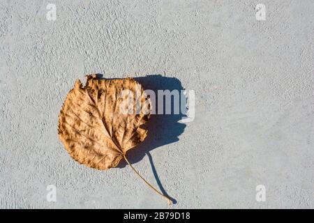 Eine separate welkes Blatt Herbst Mal Stockfoto