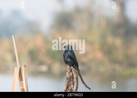 Schwarzer drogo, Dicrurus Macrocercus ein schöner Vogel, der auf einem Holzstock sitzt Stockfoto