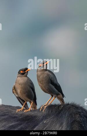 Pair of Bank Myna alias Acridotheres ginianus) ist ein Myna, das in nördlichen Teilen Südasiens vorkommt Stockfoto