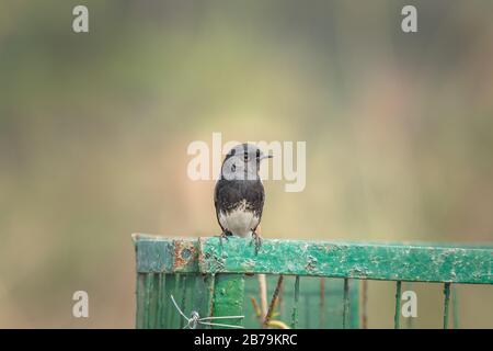 Männer pikierten Buschchat auf dem Rahmen im Bird Sanctuary Stockfoto