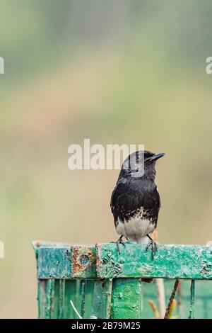 Männer pikierten Buschchat auf dem Rahmen im Bird Sanctuary Stockfoto