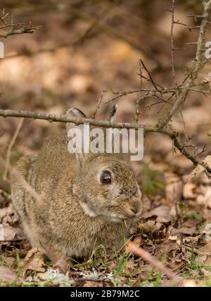 Kaninchen (Orycolagus cunniculus) führte heute häufig vorkommende Spiese ein. Braune graue Felle blasse Unterseite lange Ohren große Hinterbeine und Füße kleiner blasser Schwanz. Stockfoto