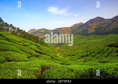 Teeplantagen von den Kolikkumalai-Hügeln (Außenrock von Munnar) Stockfoto