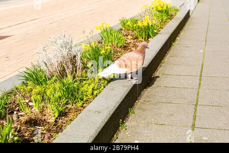 Taube auf einem Blumenbeet. Kommunale Grünanlagen. Blumen in der Stadt. Stockfoto