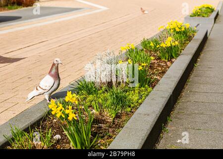 Taube auf einem Blumenbeet. Kommunale Grünanlagen. Blumen in der Stadt. Stockfoto